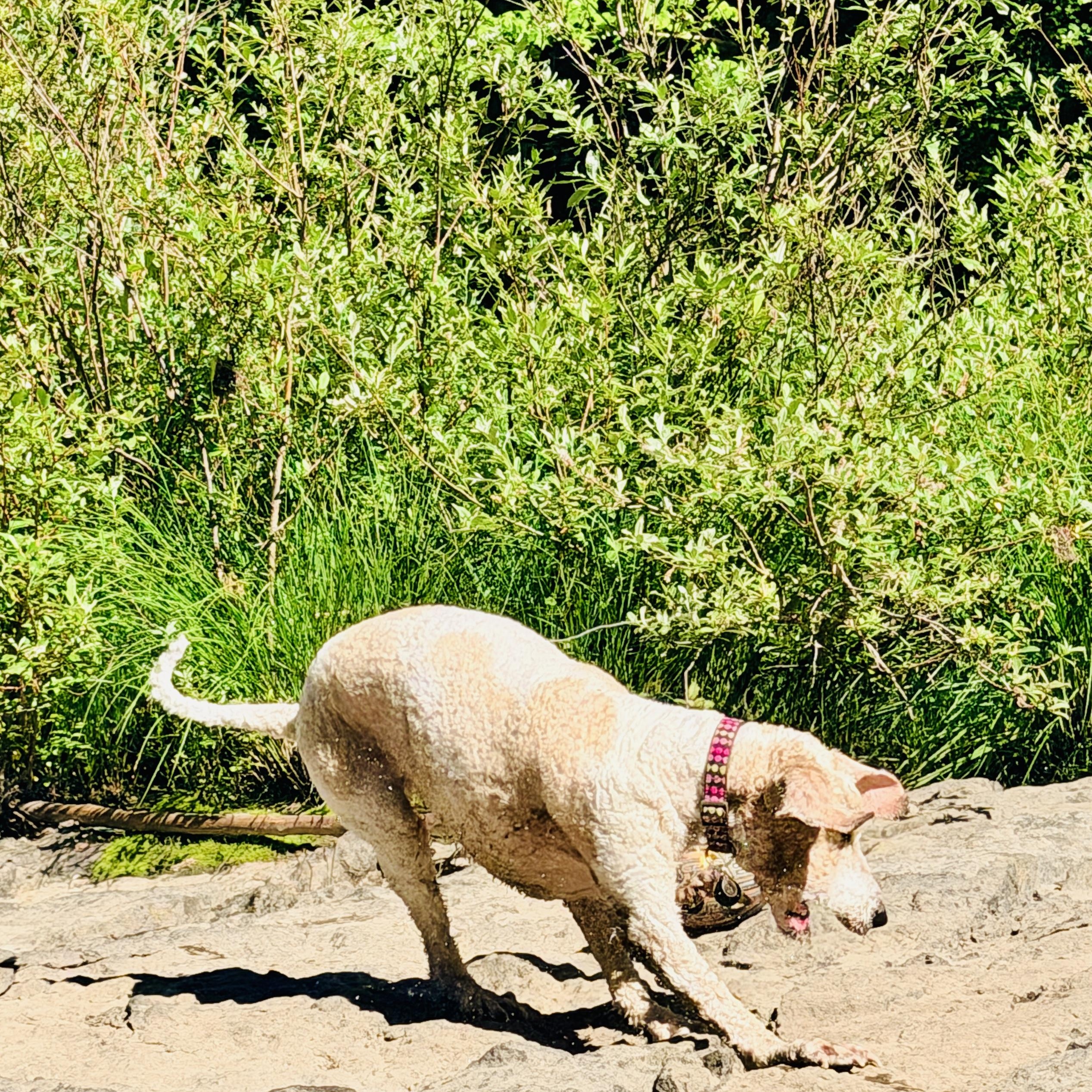 Enlarge Mia, a Adoptable Standard Poodle in Eugene, OR image 5/6