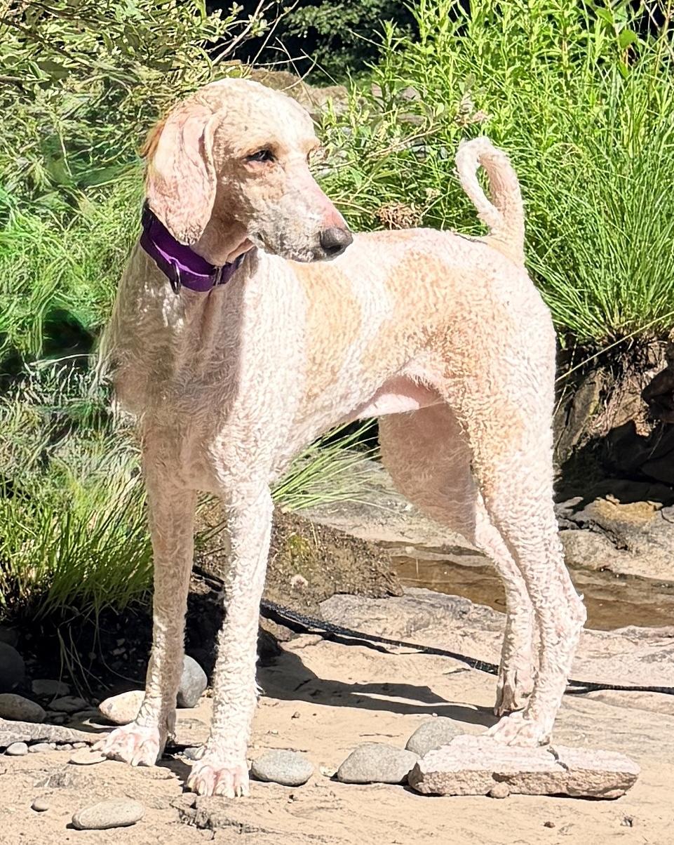Mia, Adoptable, Young Female Standard Poodle.