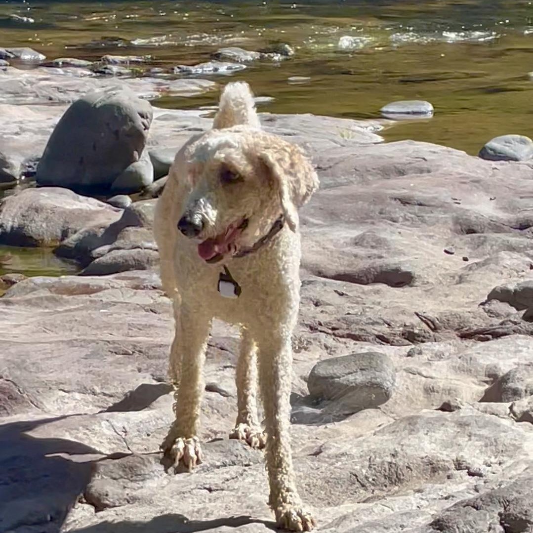 Enlarge Mia, a Adoptable Standard Poodle in Eugene, OR image 5/6