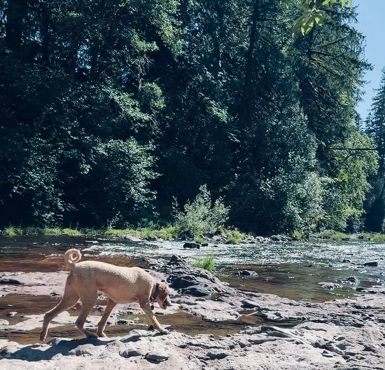 Enlarge Mia, a Adoptable Standard Poodle in Eugene, OR video 6/6