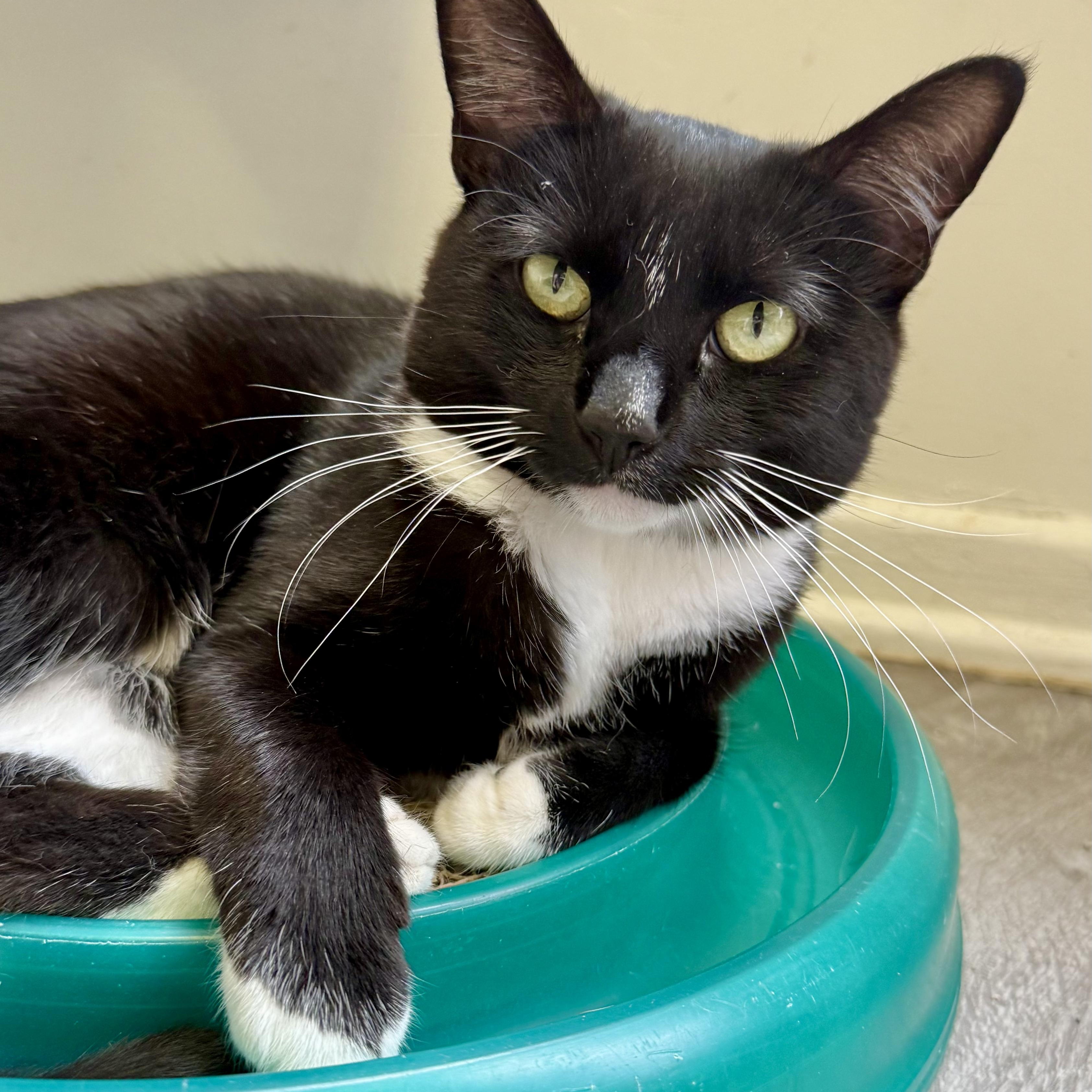 Chantel, a ADOPTABLE Domestic Short Hair in Santa Monica, CA image 3/3