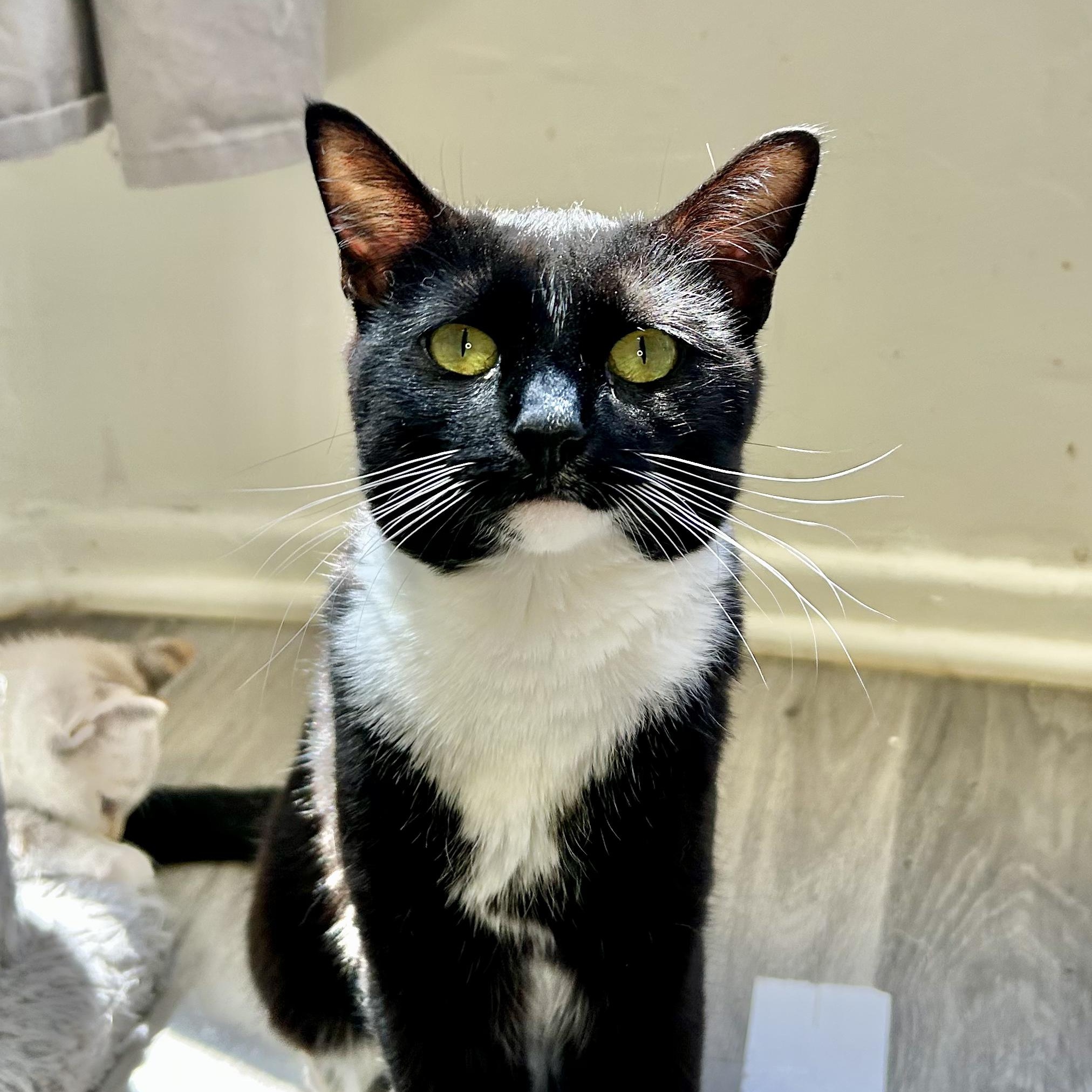Chantel, a ADOPTABLE Domestic Short Hair in Santa Monica, CA image 2/3