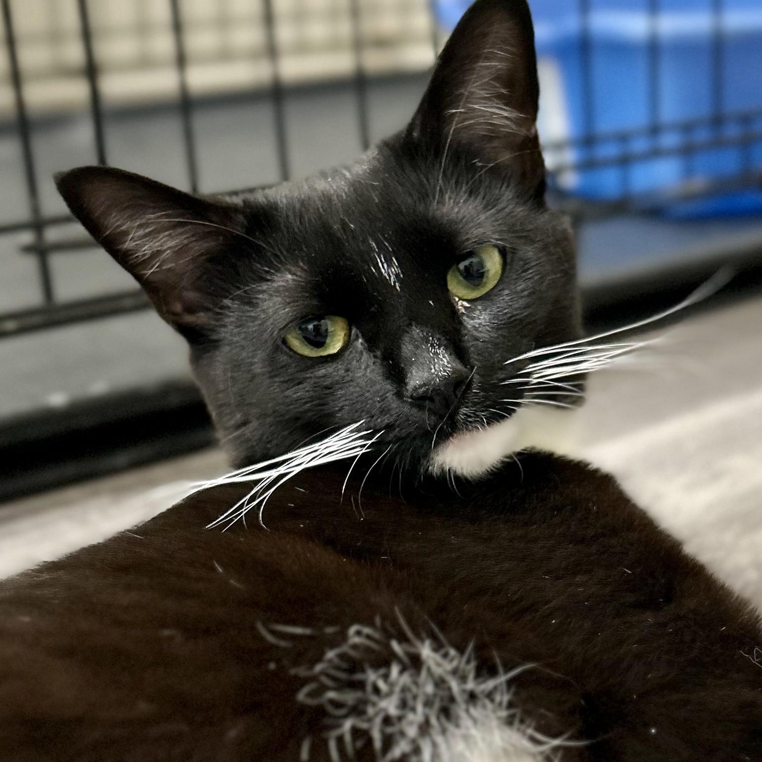 Chantel, ADOPTABLE, Young Female Domestic Short Hair.