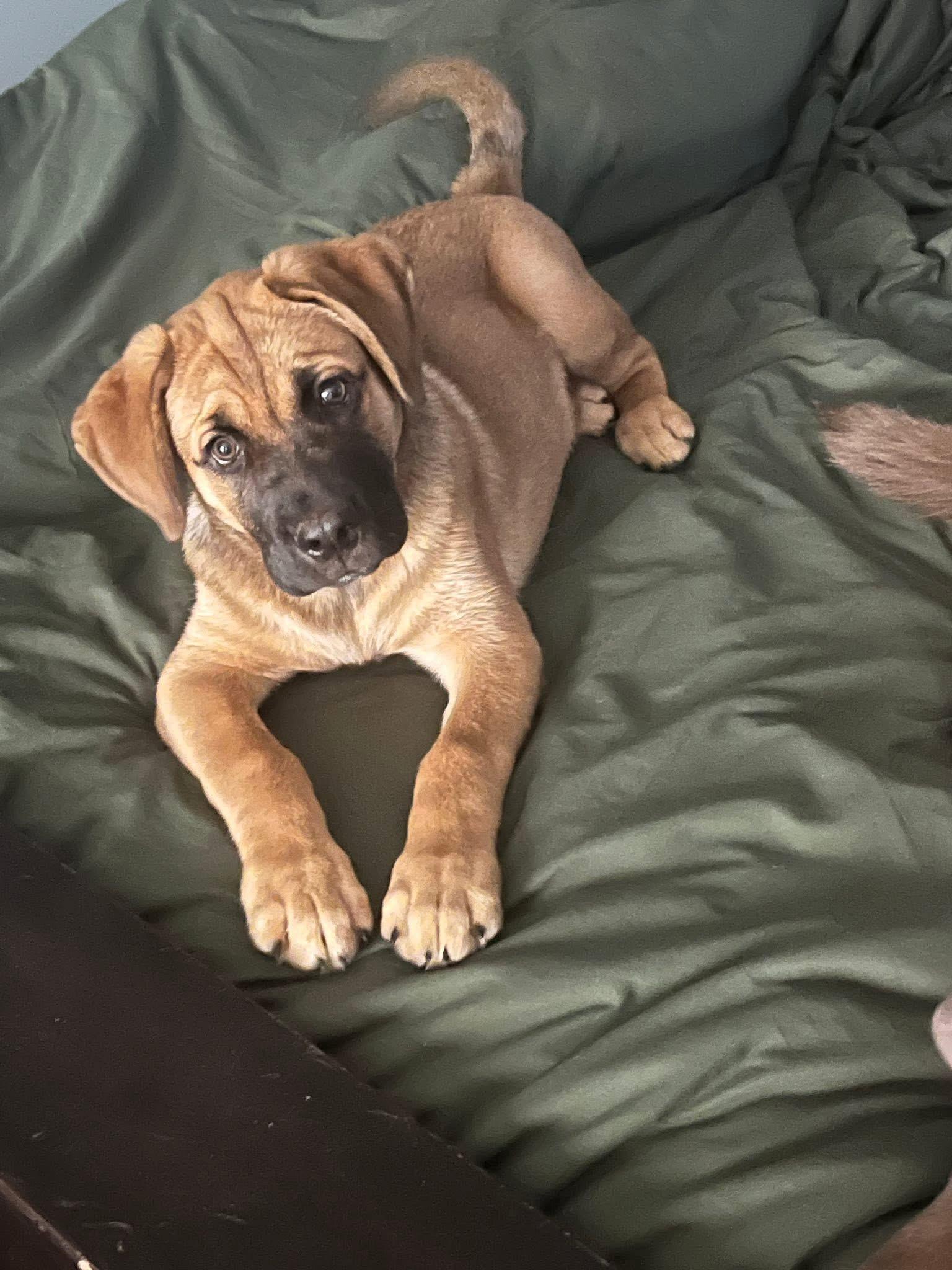 Enlarge Baxter, a ADOPTABLE mixed breed in Oshawa, ON image 1/3