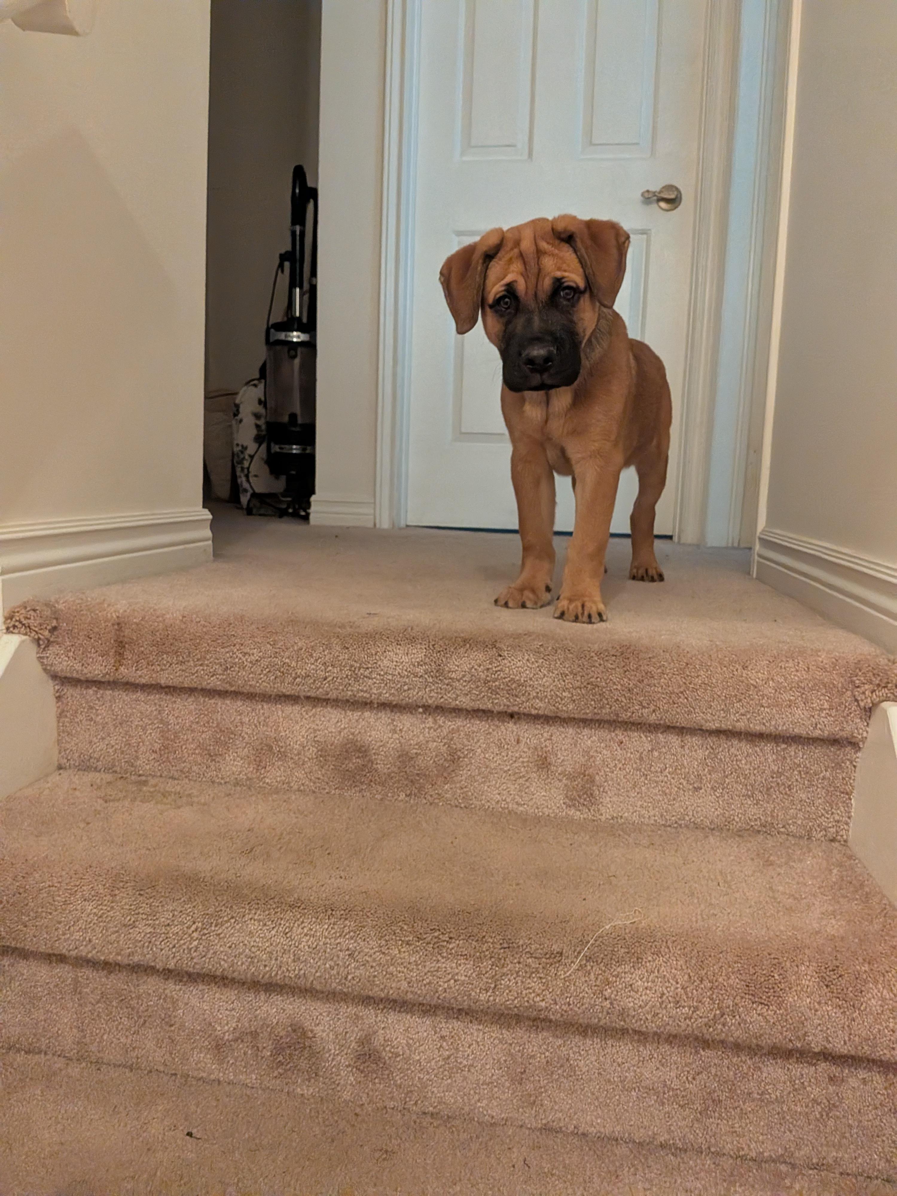 Enlarge Baxter, a ADOPTABLE mixed breed in Oshawa, ON image 2/3