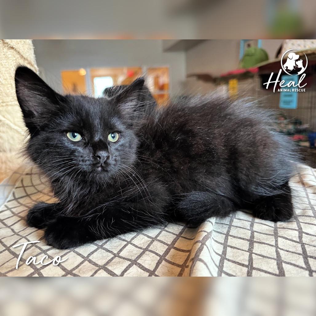 Taco, Adoptable, Kitten Male Domestic Medium Hair.