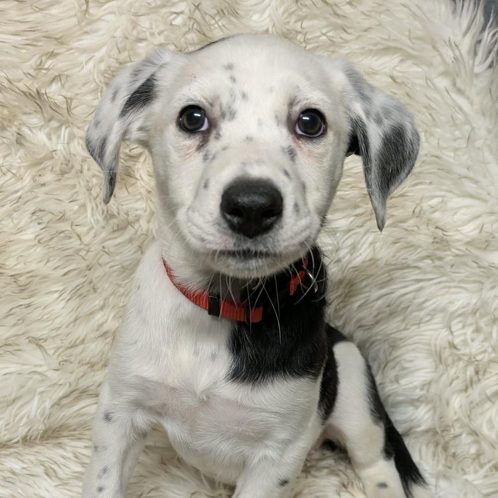 Enlarge AAD Featured Pup!  Sparkle - 25310, a Adoptable mixed breed in Armonk, NY image 2/2