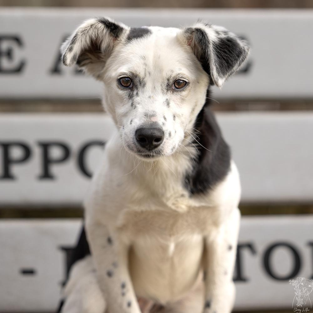 Enlarge Sparkle - 25310, a Adoptable mixed breed in Armonk, NY image 3/6