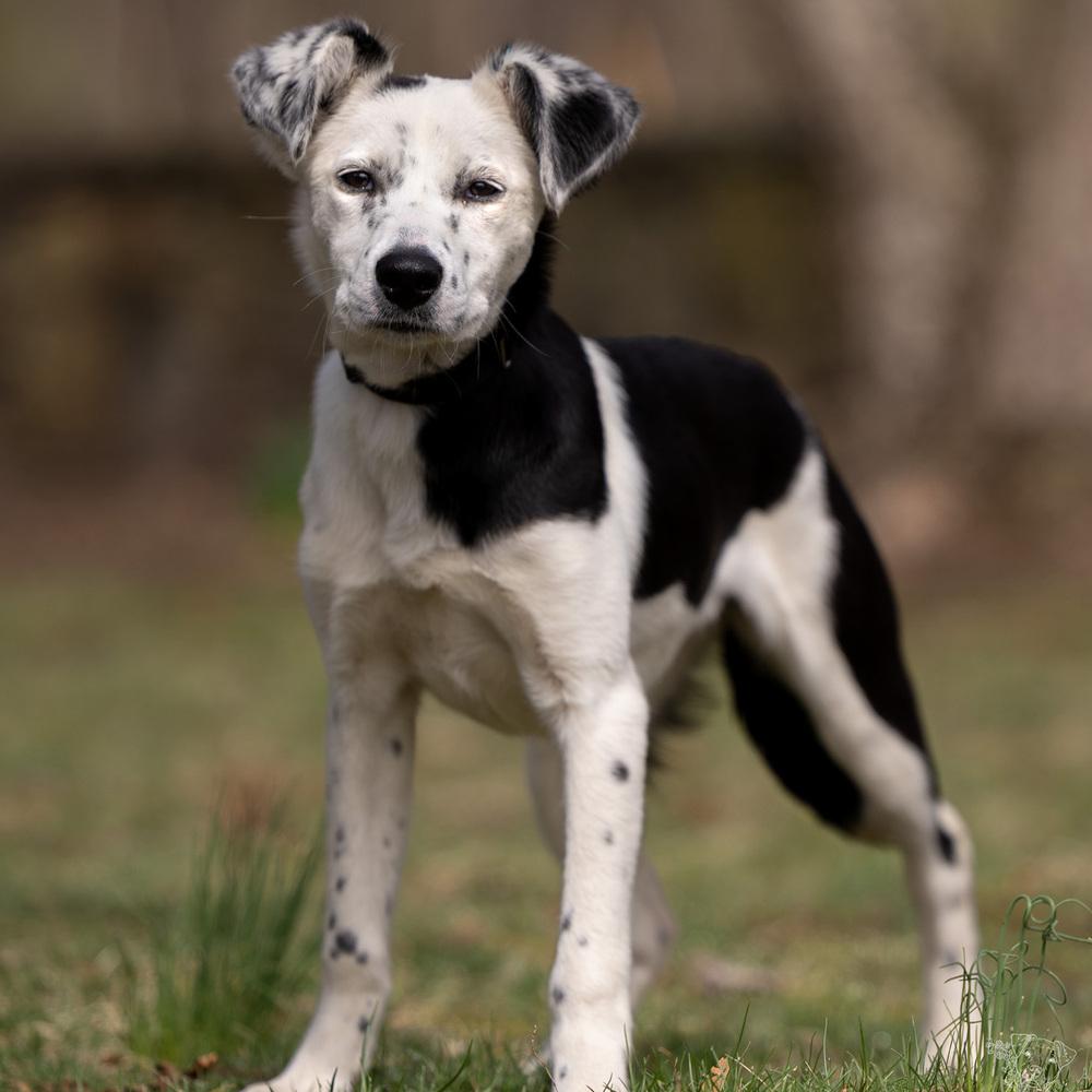 Enlarge Sparkle - 25310, a Adoptable mixed breed in Armonk, NY image 4/6