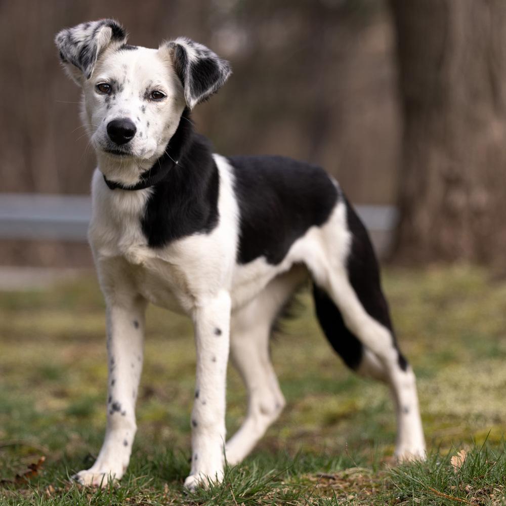 Enlarge Sparkle - 25310, a Adoptable mixed breed in Armonk, NY image 5/6