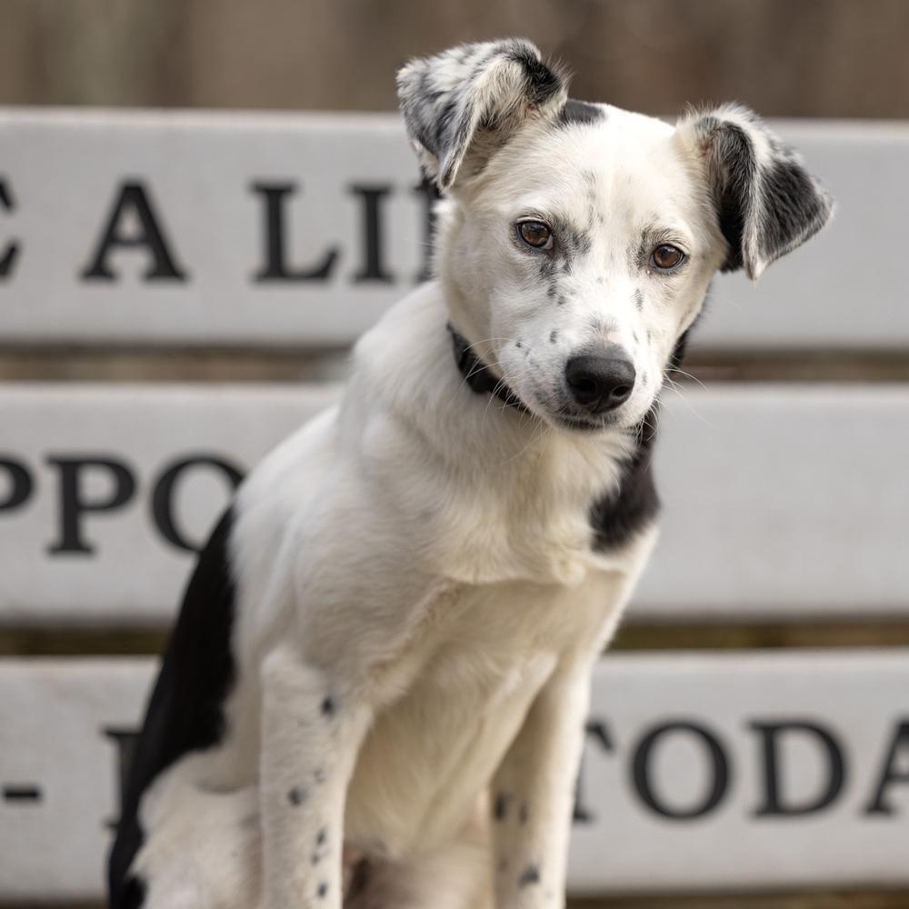 Enlarge Sparkle - 25310, a Adoptable mixed breed in Armonk, NY image 6/6