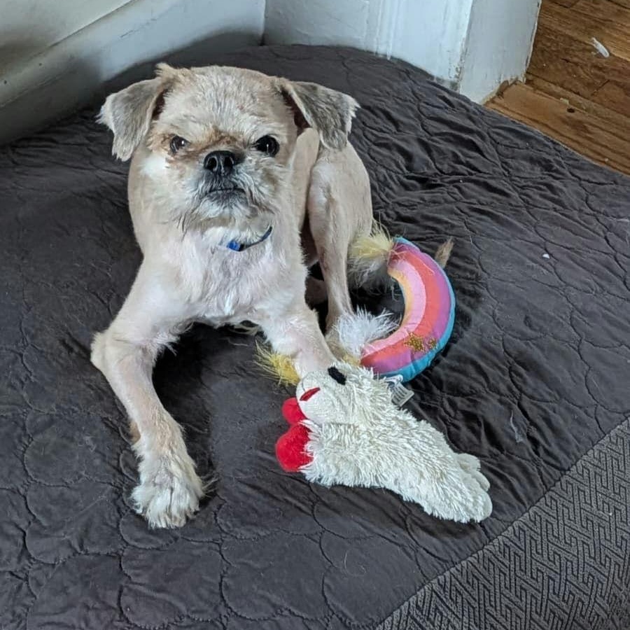 Enlarge Flapjack, a Adoptable mixed breed in New York, NY image 2/4