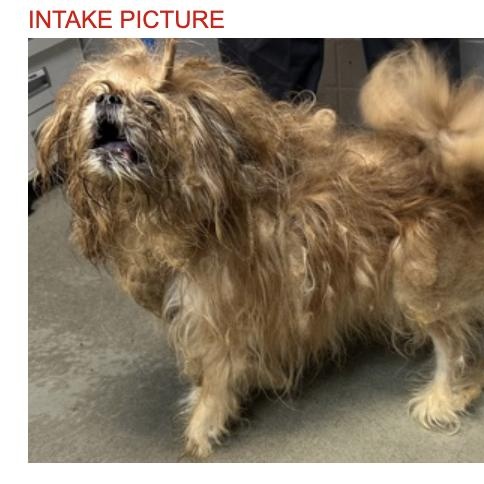 Enlarge Flapjack, a Adoptable mixed breed in New York, NY image 4/4