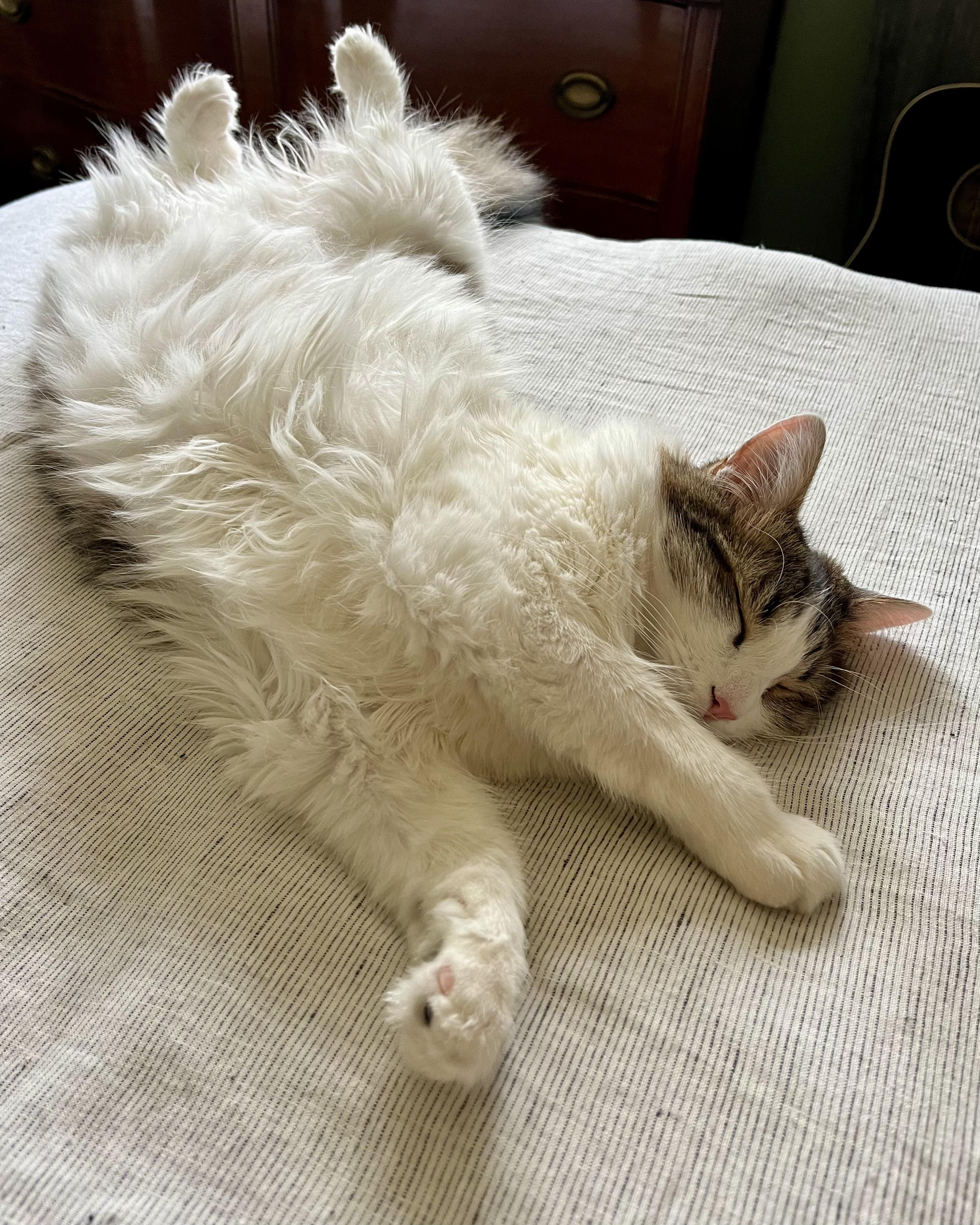Spice, an adoptable Domestic Long Hair in Salinas, CA, 93907 | Photo Image 1