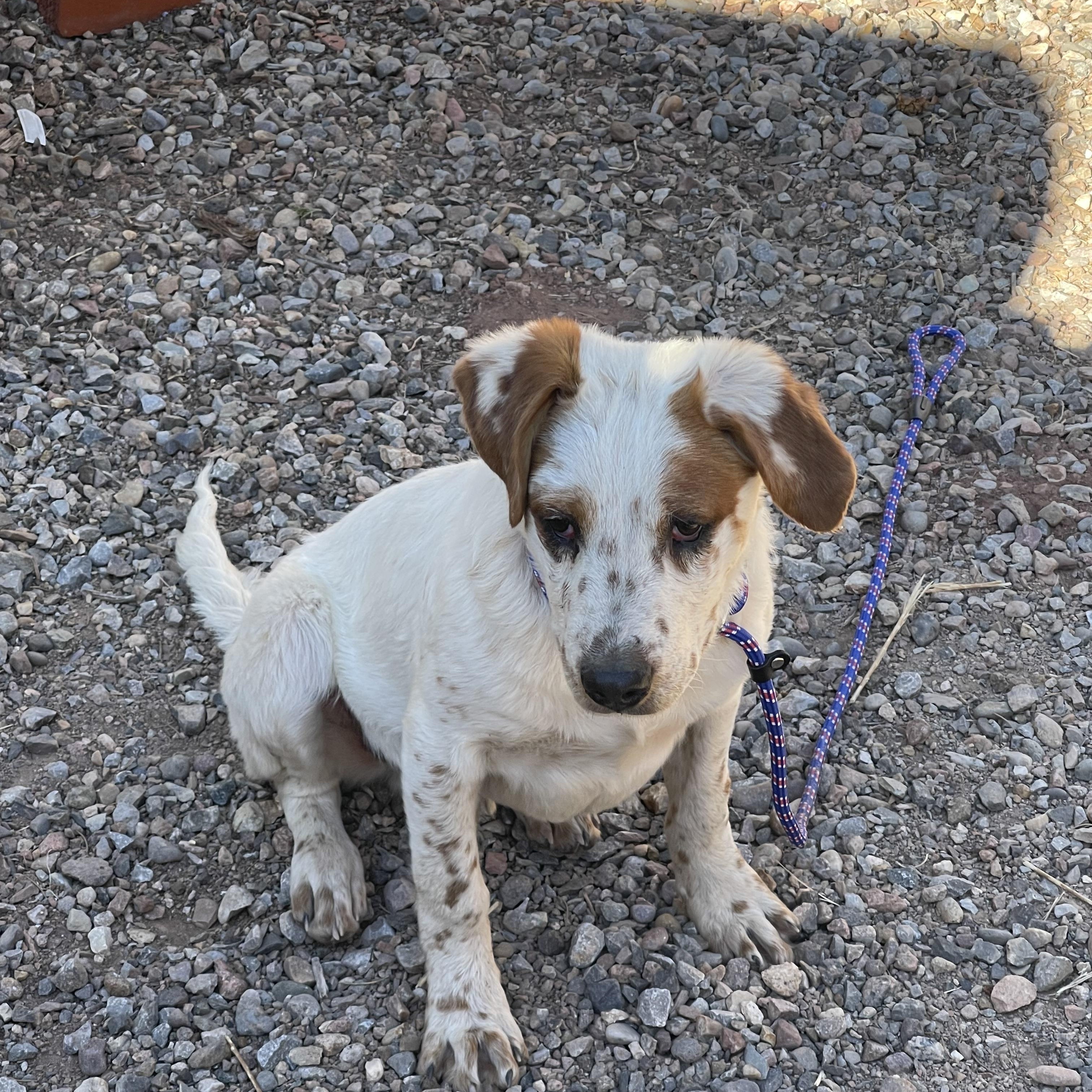 Harry, Adopted, Puppy Male Cattle Dog.