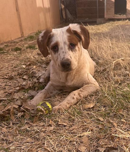 Enlarge Harry, a Adopted mixed breed in Jemez Springs, NM image 3/6