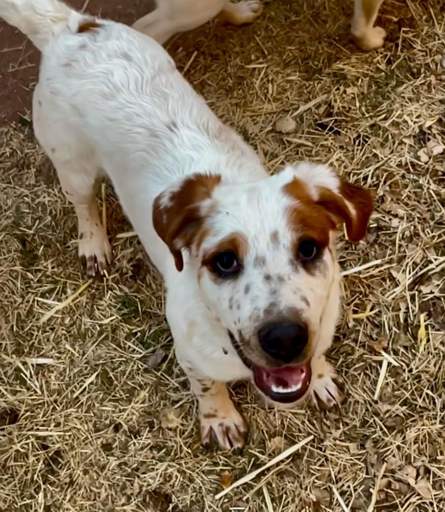 Enlarge Harry, a Adopted mixed breed in Jemez Springs, NM image 5/6
