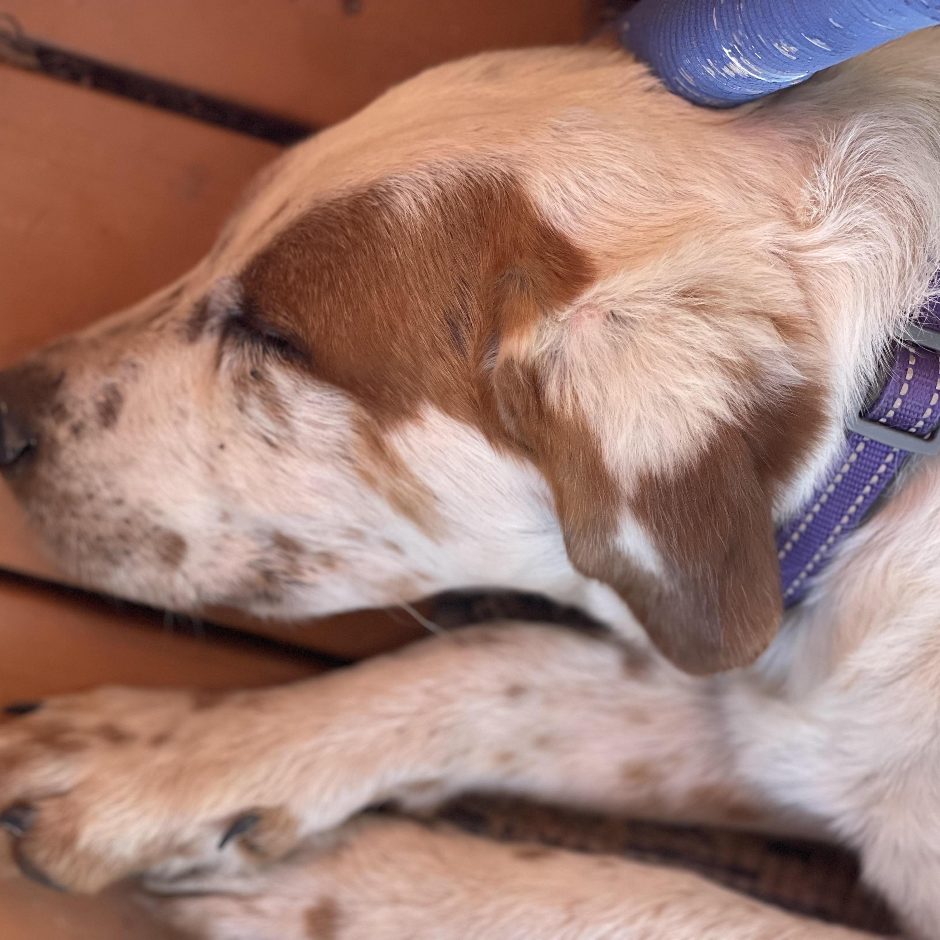 Enlarge Harry, a Adopted mixed breed in Jemez Springs, NM image 6/6