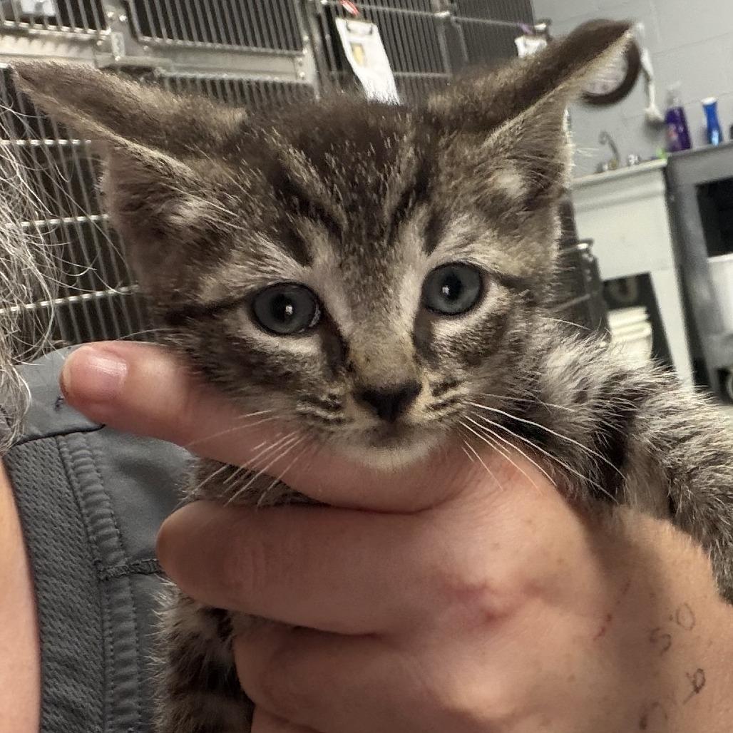 Enlarge Xavier, a Adoptable Domestic Short Hair in Marion, VA image 1/1