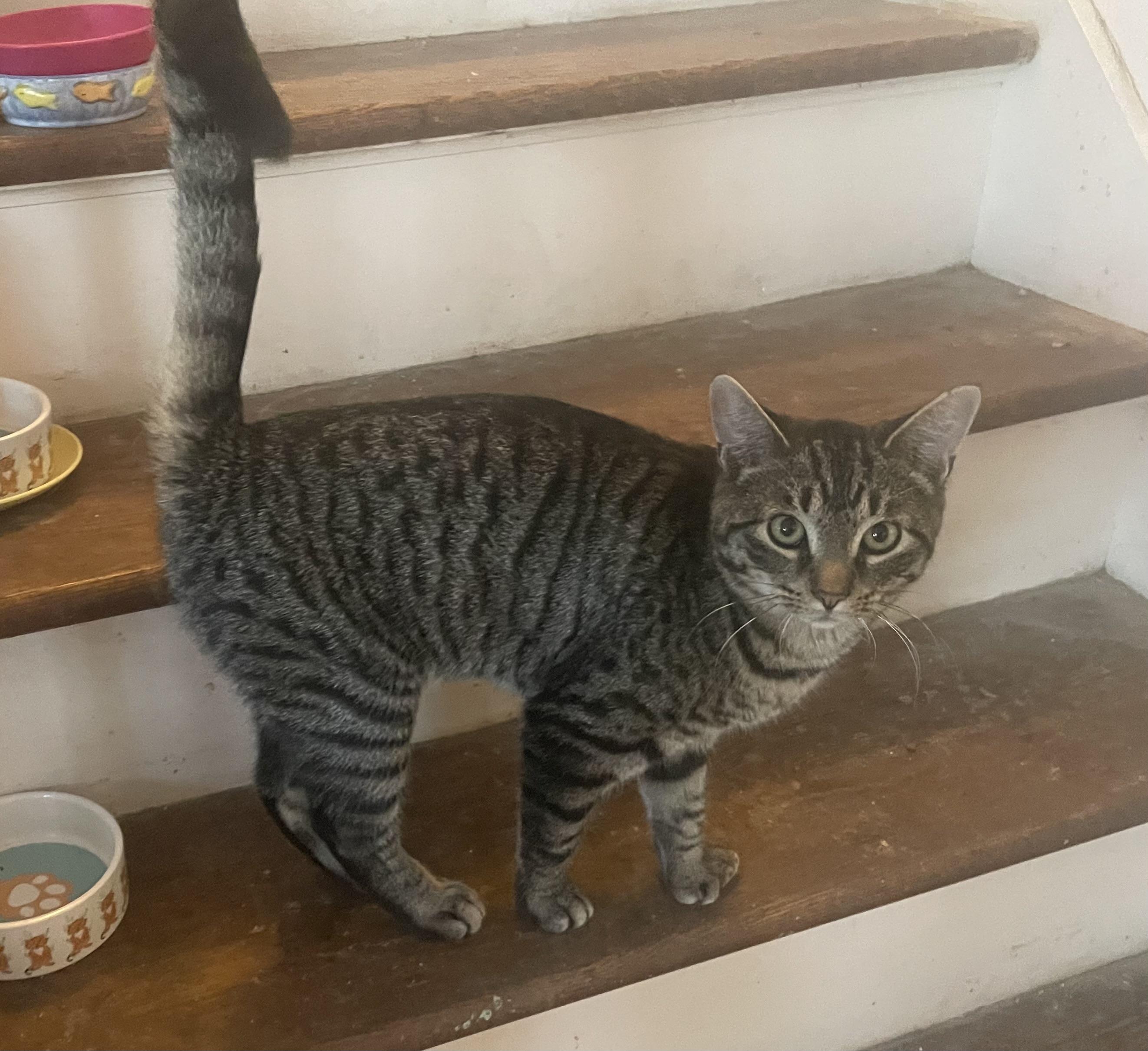 Travis, ADOPTABLE, Kitten Male Extra-Toes Cat / Hemingway Polydactyl.