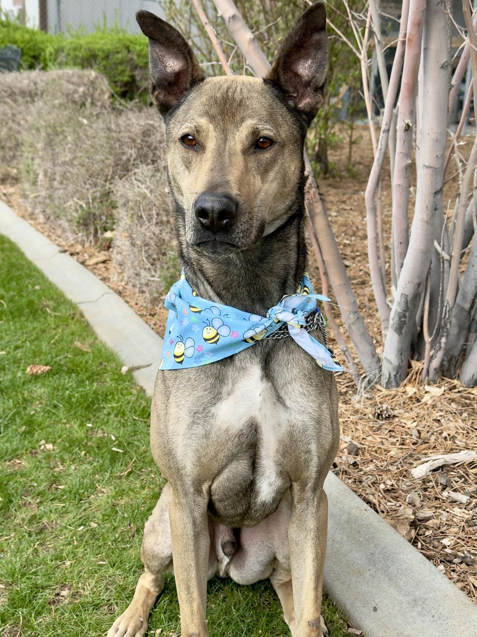 Enlarge Chupey, a ADOPTABLE mixed breed in Gardnerville, NV image 1/1