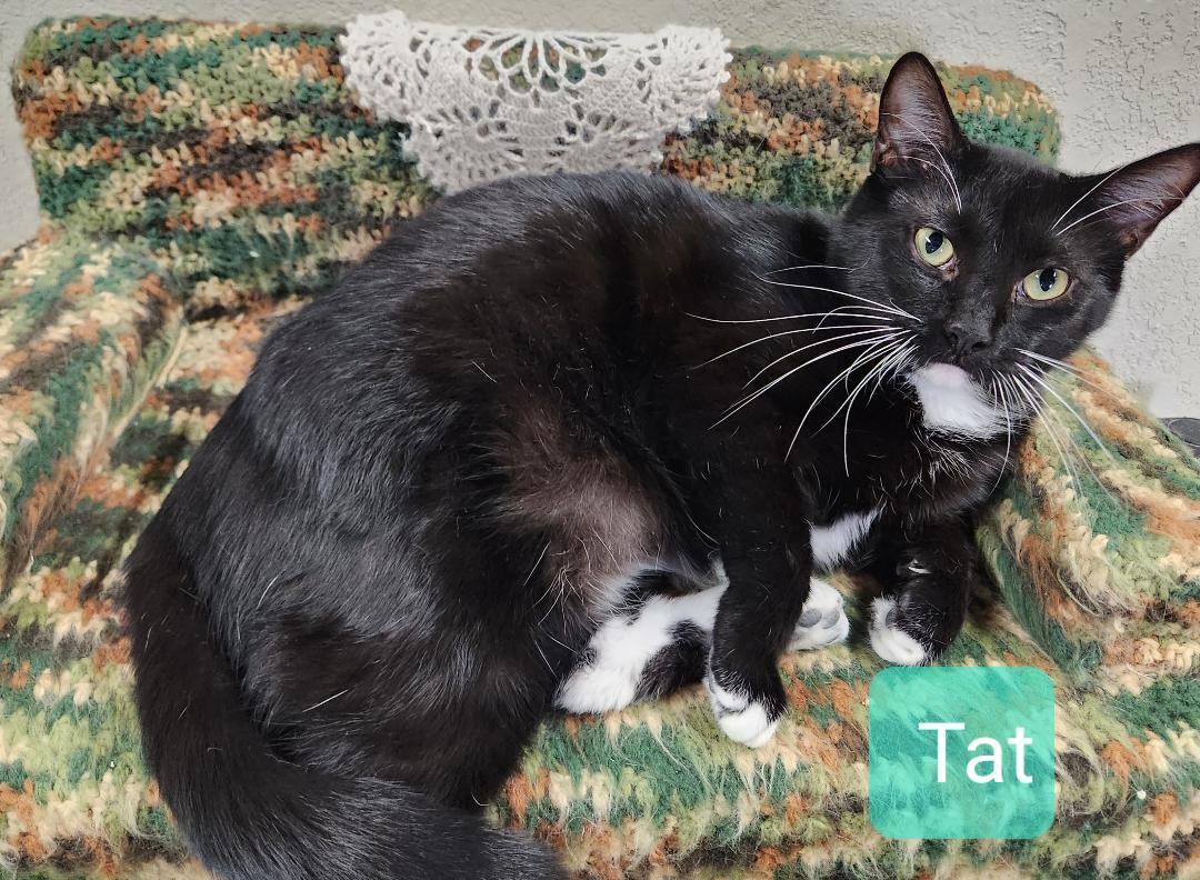 Tat, a Adoptable mixed breed in Las Cruces, NM image 4/6