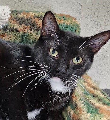 Tat, a Adoptable mixed breed in Las Cruces, NM image 5/6