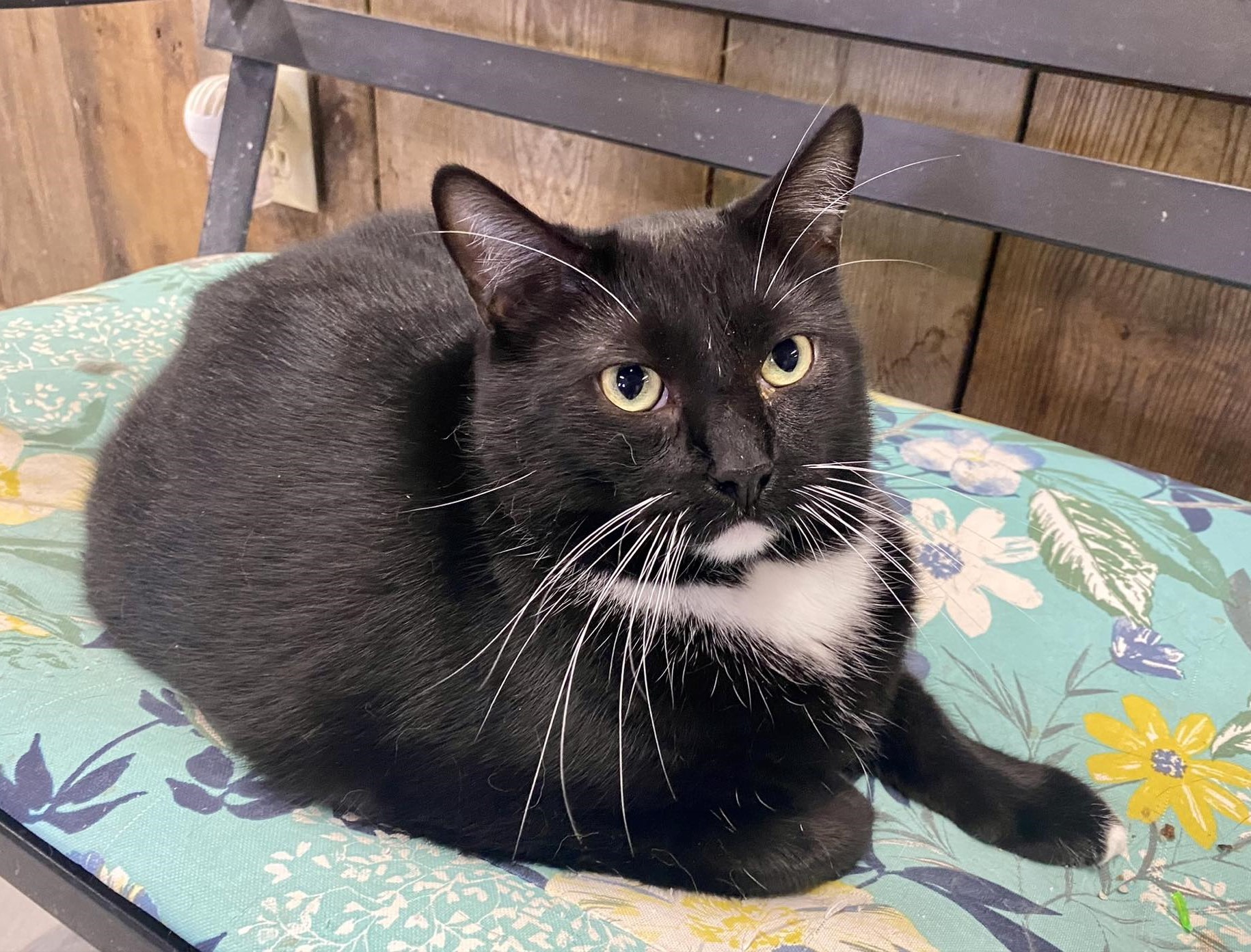 Tat, a Adoptable mixed breed in Las Cruces, NM image 6/6