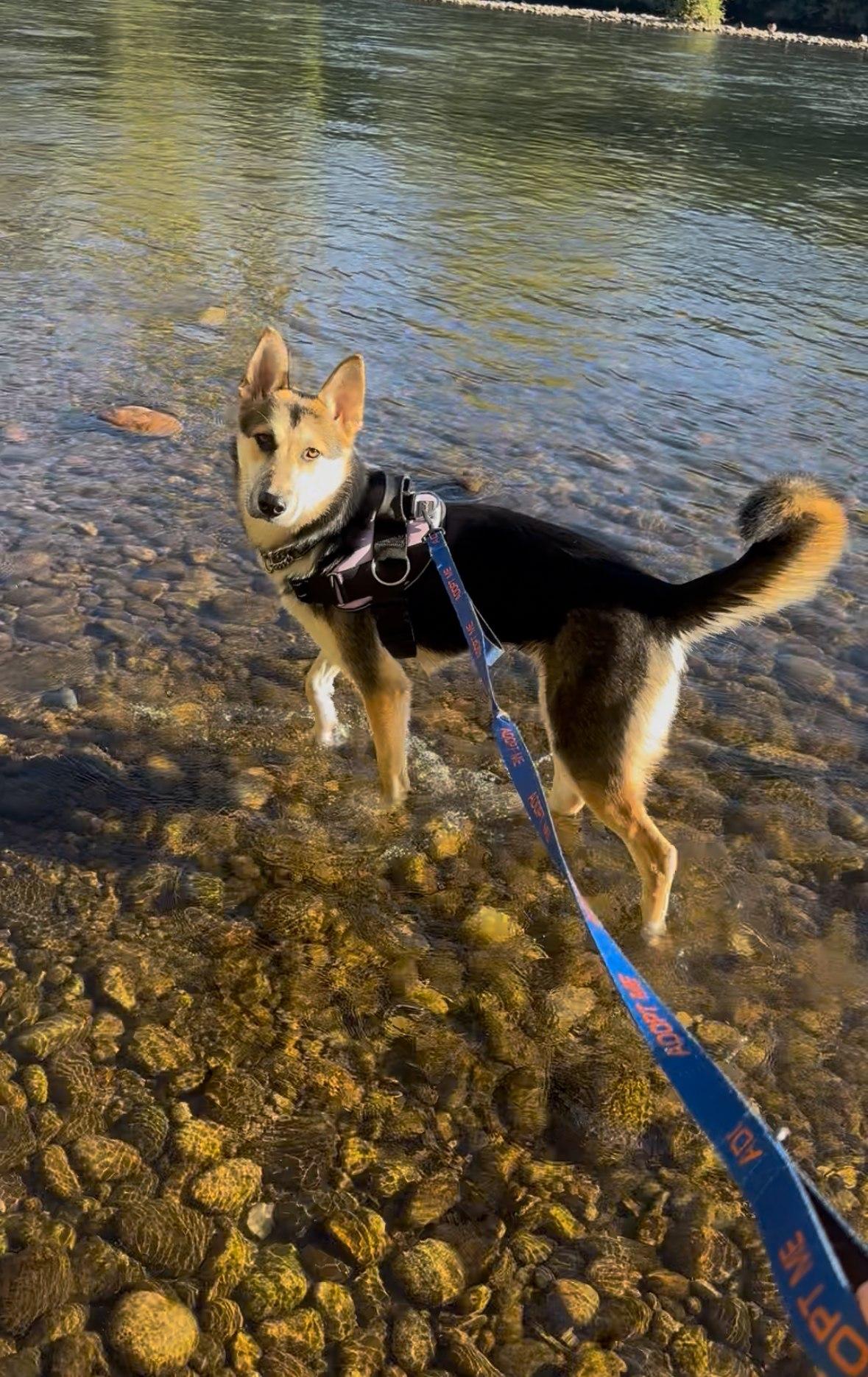 Jada, Adopted, Young Female Shepherd & Husky.