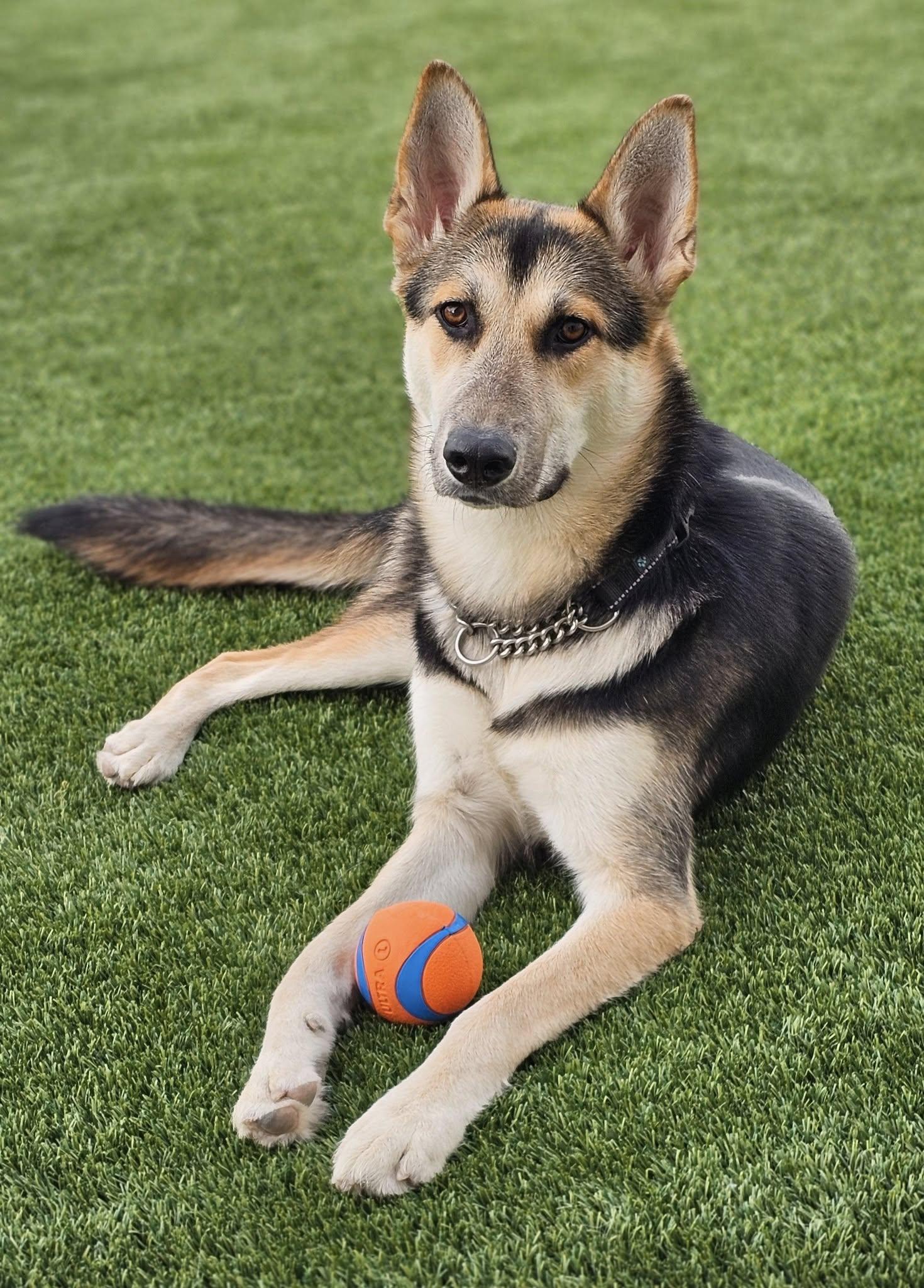 Jada, a Adopted mixed breed in Eagle, ID image 2/4