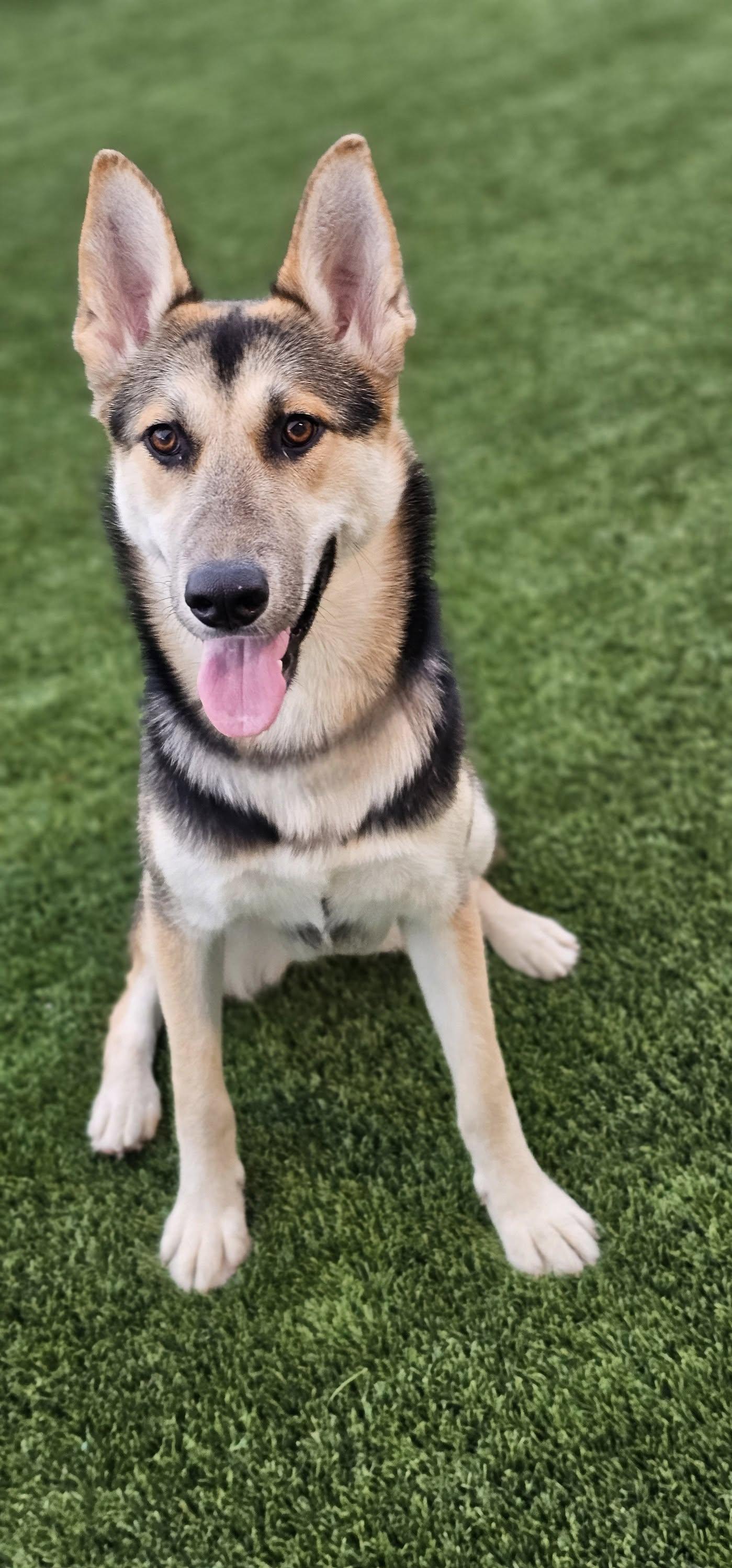 Jada, a Adopted mixed breed in Eagle, ID image 3/4
