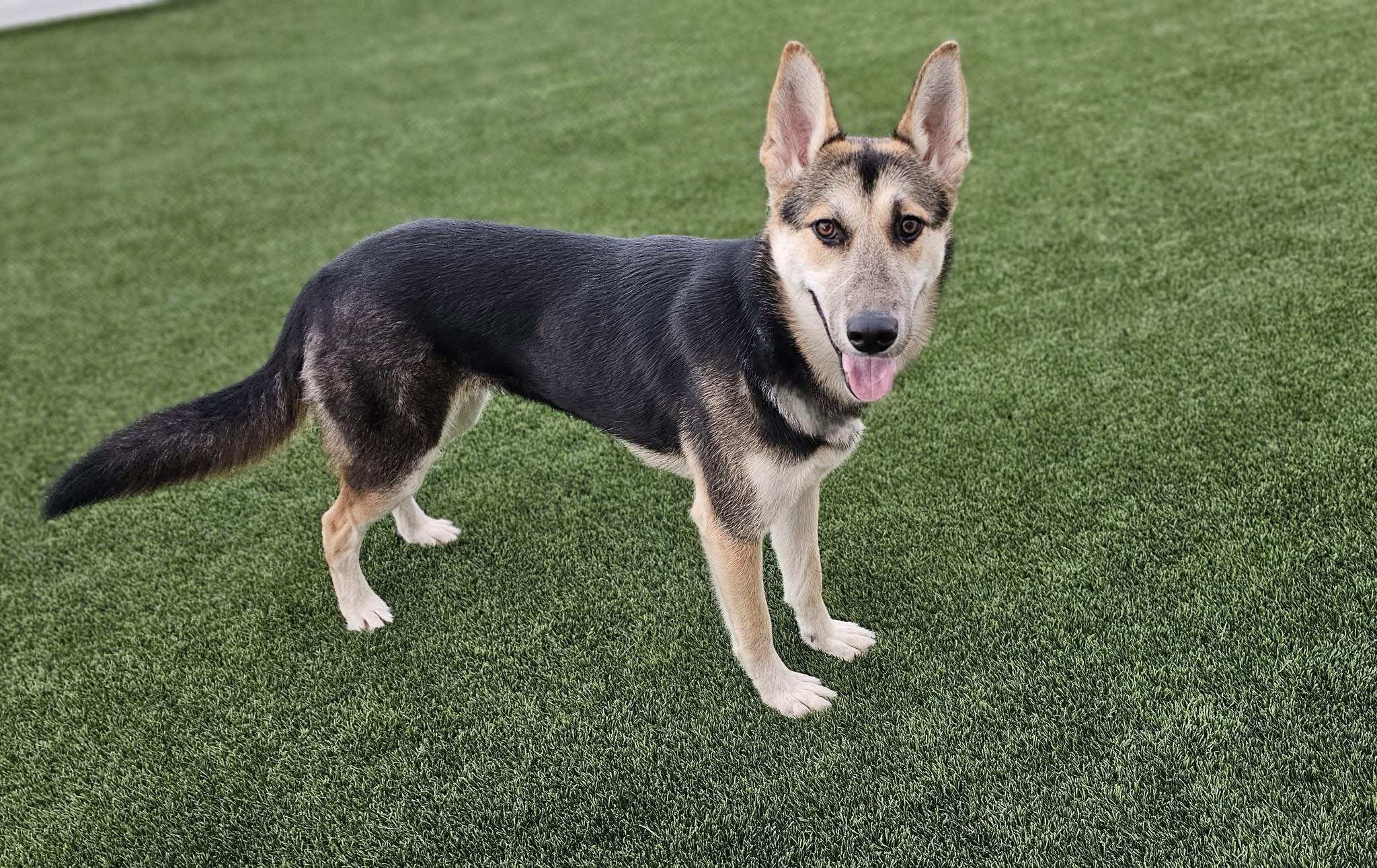 Jada, a Adopted mixed breed in Eagle, ID image 4/4
