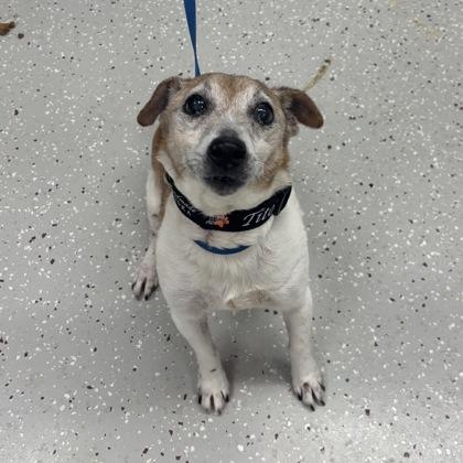 Chico, Adoptable, Senior Male Jack Russell Terrier.