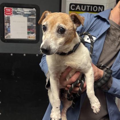 Enlarge Chico, a Adoptable mixed breed in Indianapolis, IN image 2/6