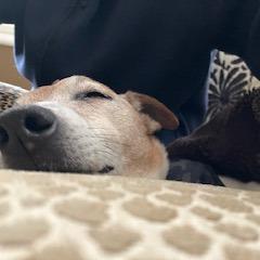 Enlarge Chico, a Adoptable mixed breed in Indianapolis, IN image 3/6