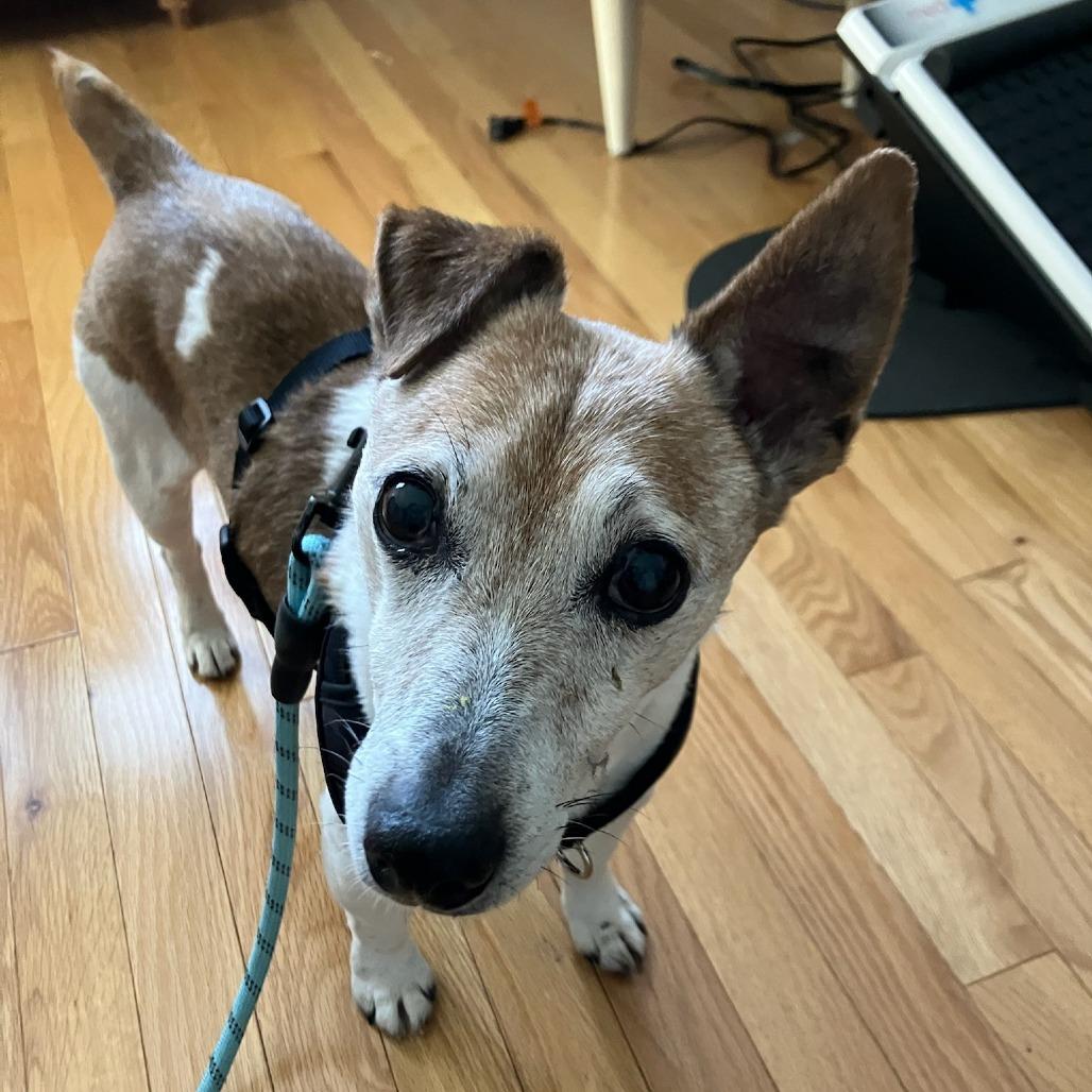 Enlarge Chico, a Adoptable mixed breed in Indianapolis, IN image 6/6