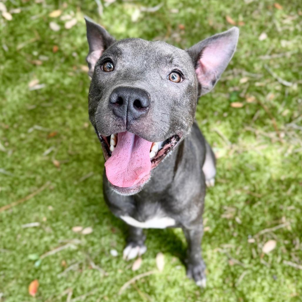 Ace, Adoptable, Young Male Mixed Breed.
