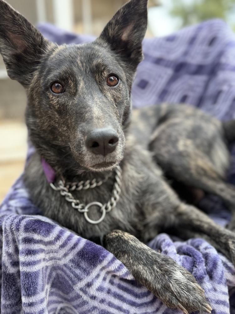 Mama Briar, Adopted, Young Female German Shepherd Dog & Australian Cattle Dog / Blue Heeler.