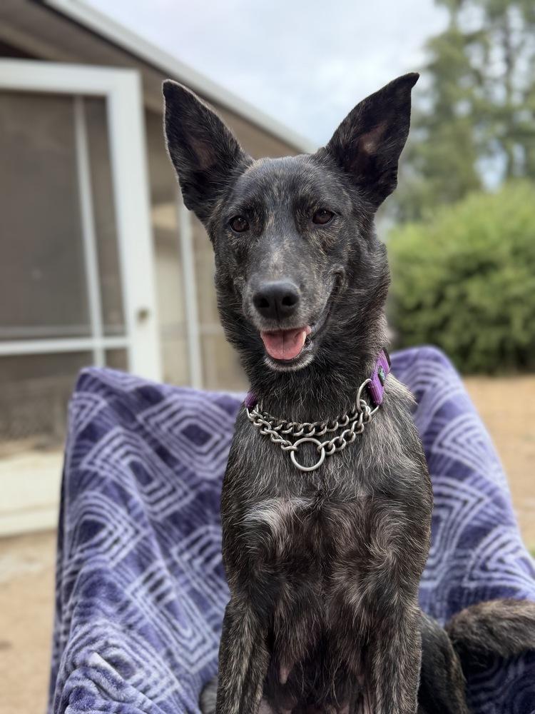 Enlarge Mama Briar, a Adopted mixed breed in Pleasant Hill, CA image 2/4