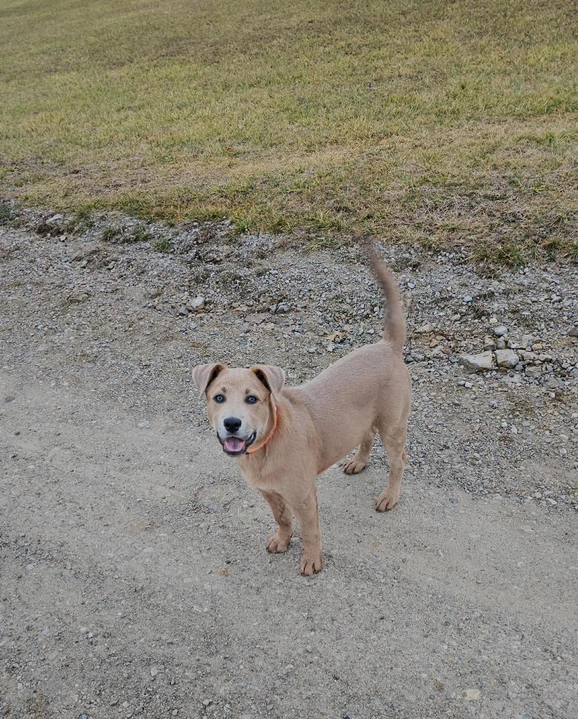 Enlarge Chance, a Adoptable Pit Bull Terrier in Lexington, KY image 2/6