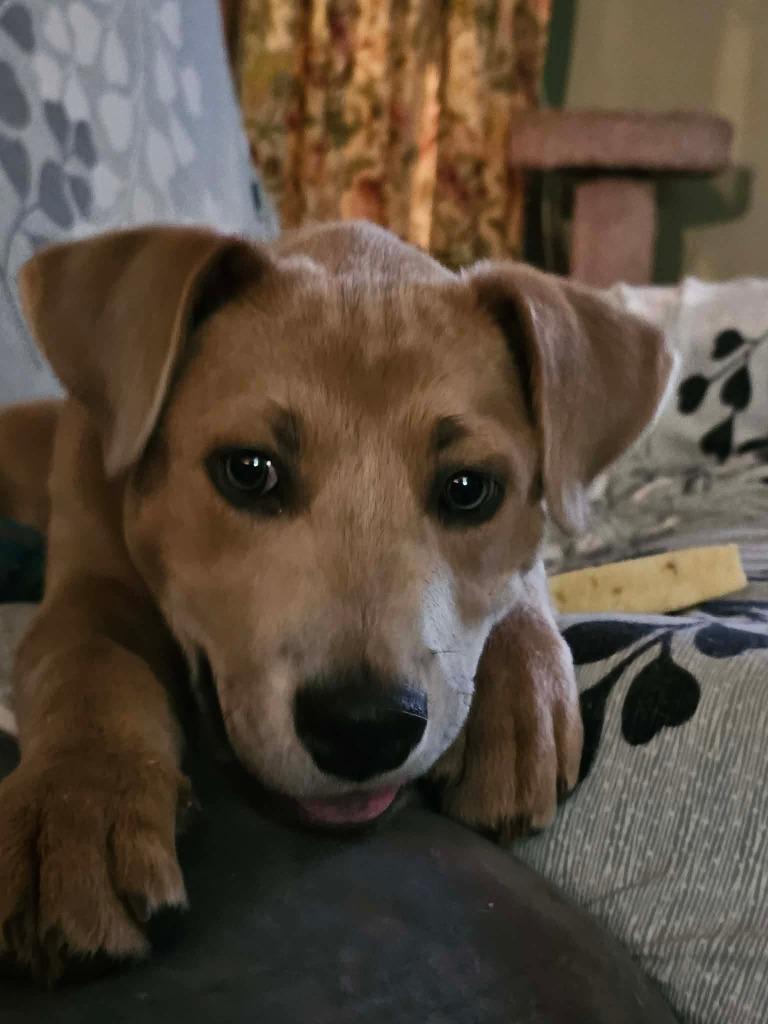 Enlarge Chance, a Adoptable Pit Bull Terrier in Lexington, KY image 3/6