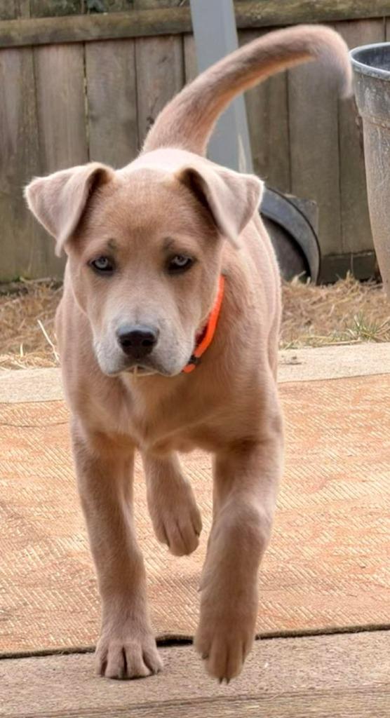 Enlarge Chance, a Adoptable Pit Bull Terrier in Lexington, KY image 4/6