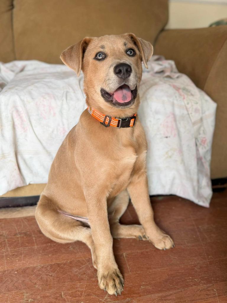 Enlarge Chance, a Adoptable Pit Bull Terrier in Lexington, KY image 1/6