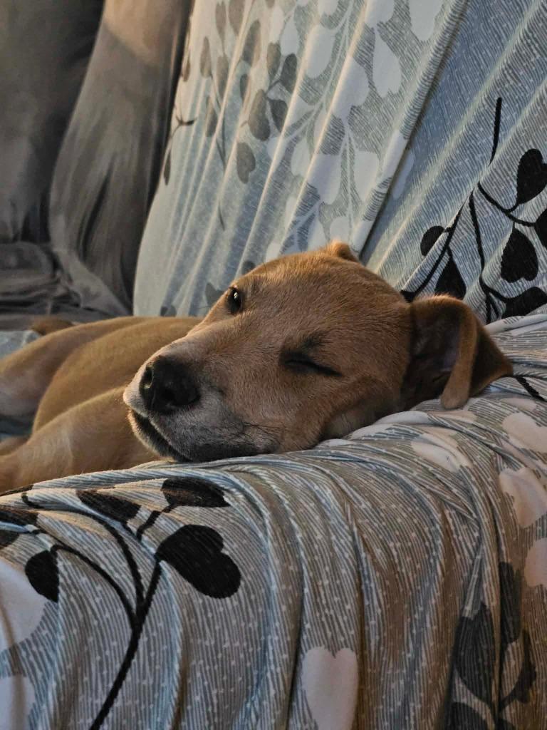 Enlarge Chance, a Adoptable Pit Bull Terrier in Lexington, KY image 5/6