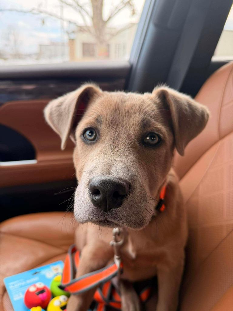 Enlarge Chance, a Adoptable Pit Bull Terrier in Lexington, KY image 6/6