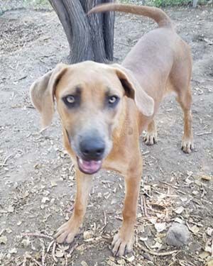 Enlarge Beatrix, a Adoptable mixed breed in Seguin, TX image 1/1