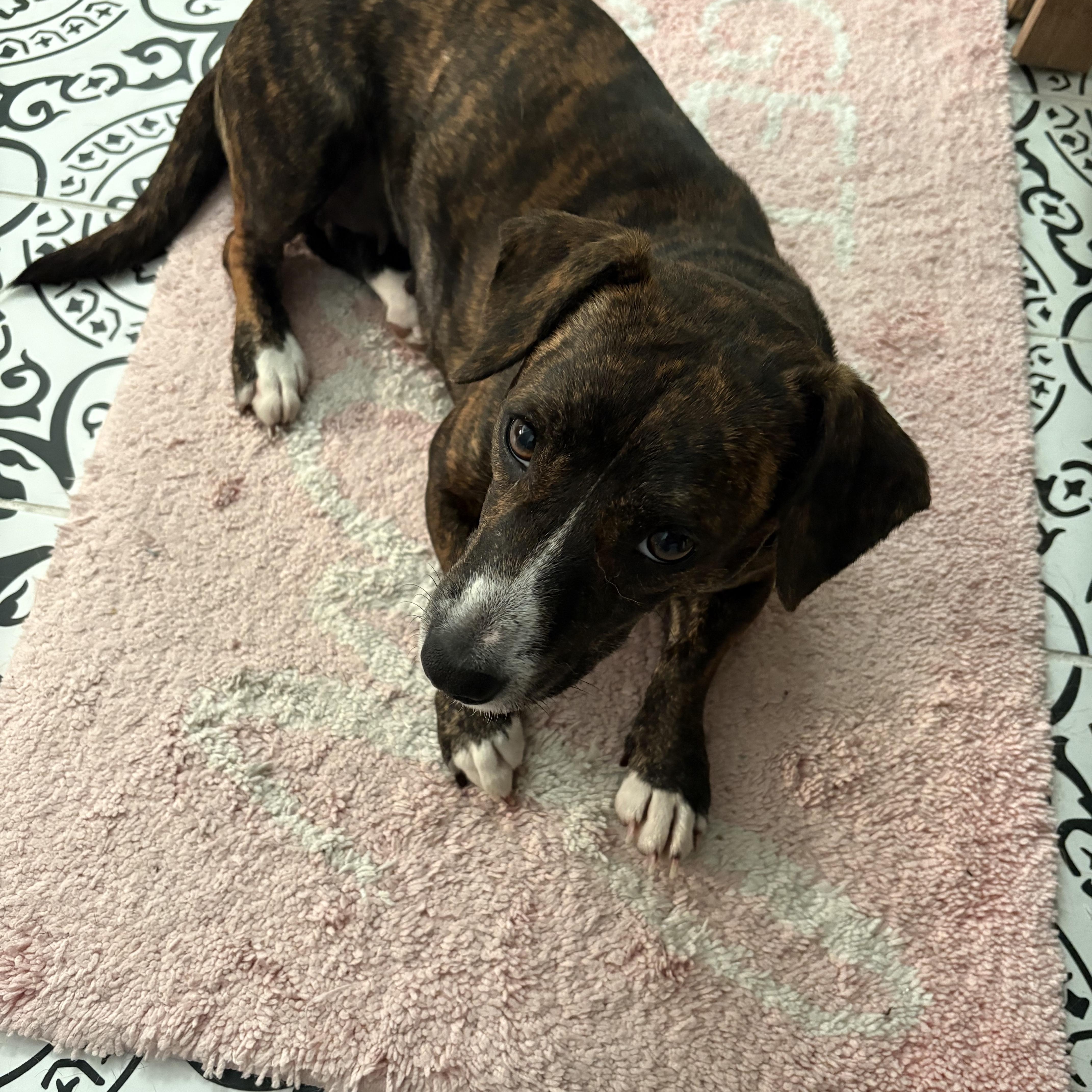 Hazel, Adoptable, Young Female Terrier & Dachshund.