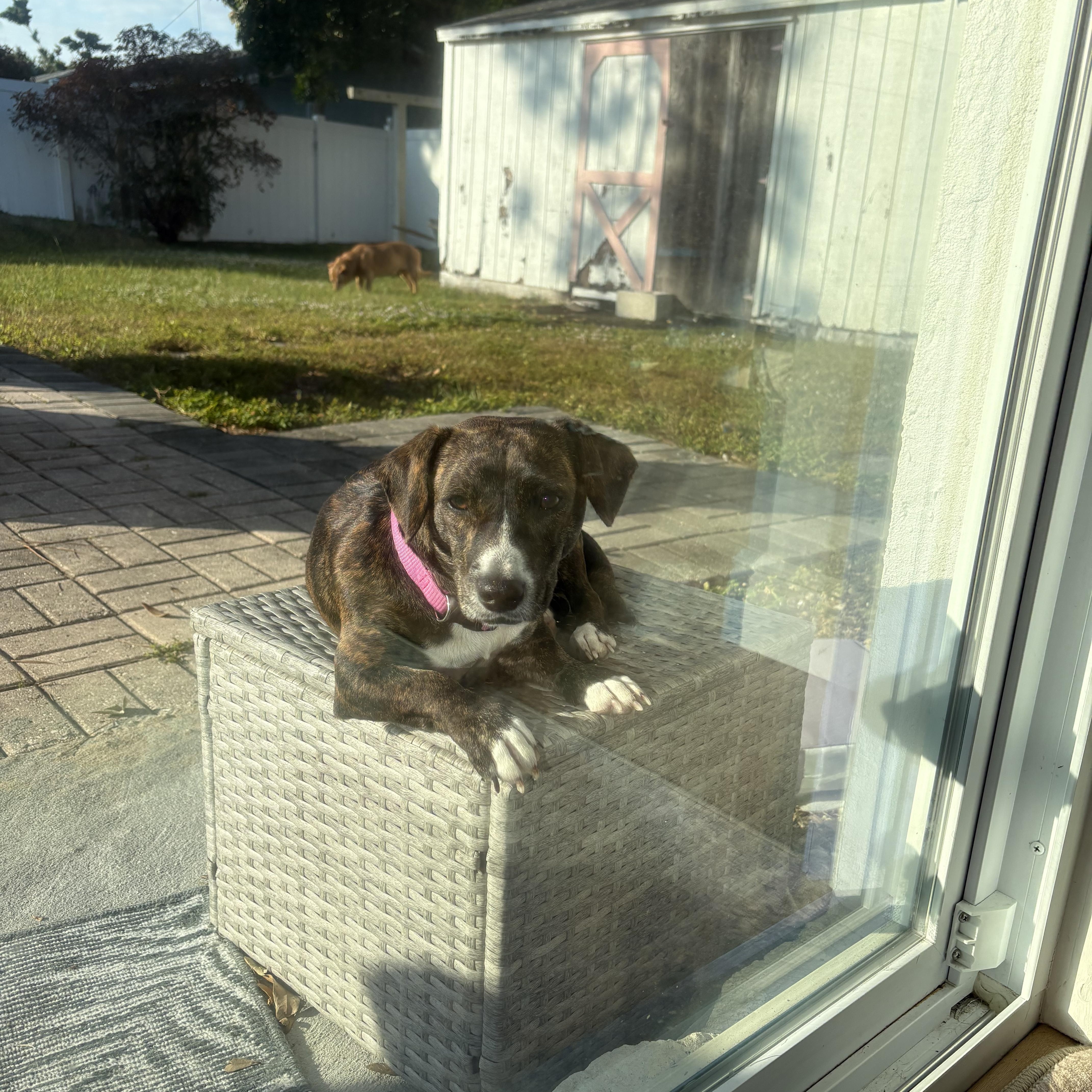 Hazel, a Adoptable mixed breed in Bradenton, FL image 6/6