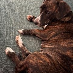 Hazel, Adoptable, Young Female Terrier & Dachshund.