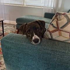 Hazel, a Adoptable mixed breed in Bradenton, FL image 3/6